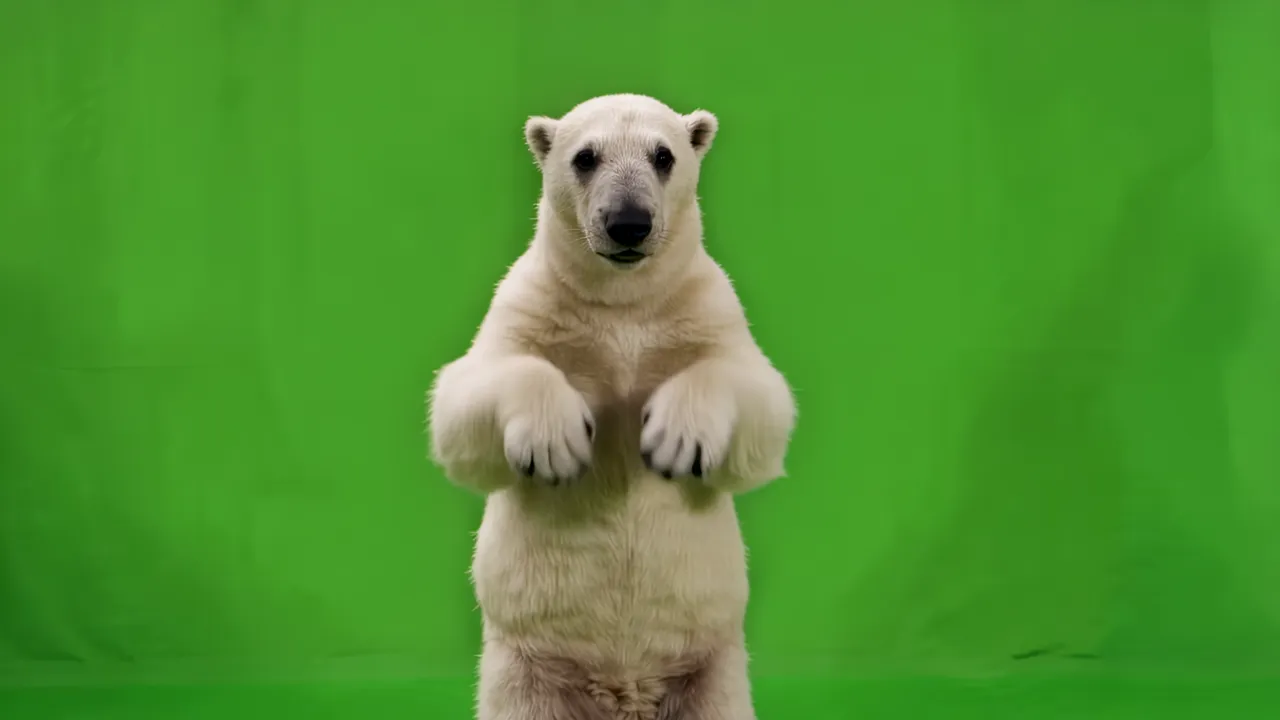 Adorable Polar Bear Cub Standing on Hind Legs