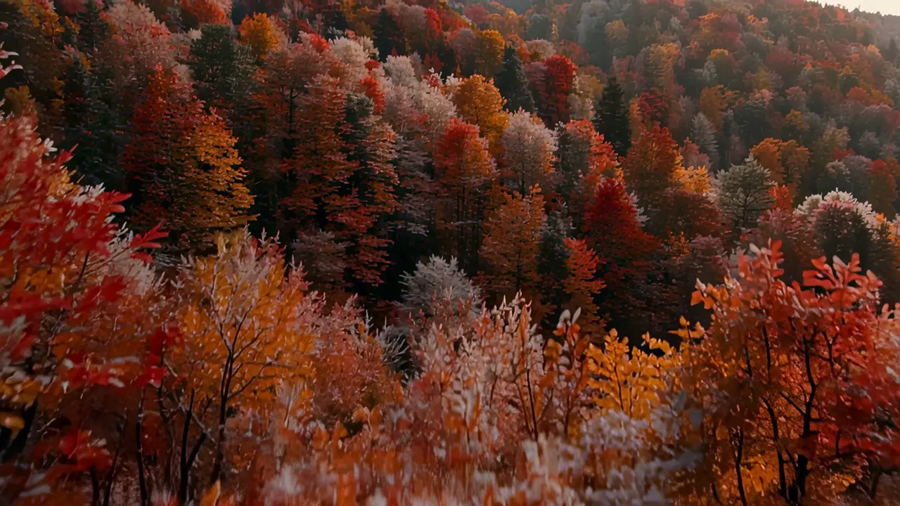 Autumn Forest Colors with Red, Orange, and Yellow Leaves