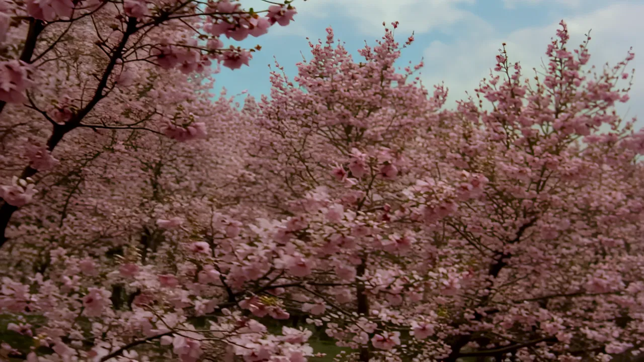 Beautiful Canopy of Cherry Blossom Trees in Full Bloom