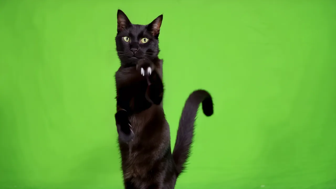 Black Cat Standing on Hind Legs Against Green Screen