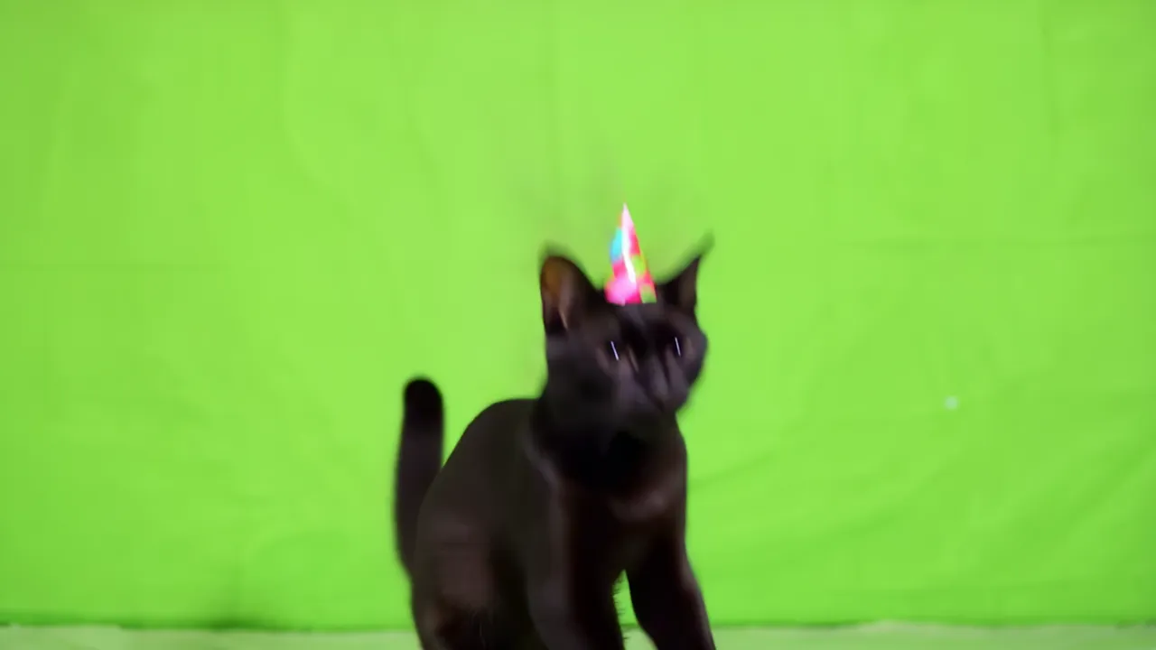 Black Cat Standing on Hind Legs with Party Hat