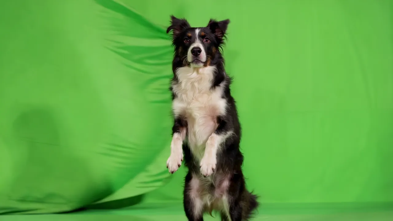 Border Collie Standing on Hind Legs with Intelligent Expression