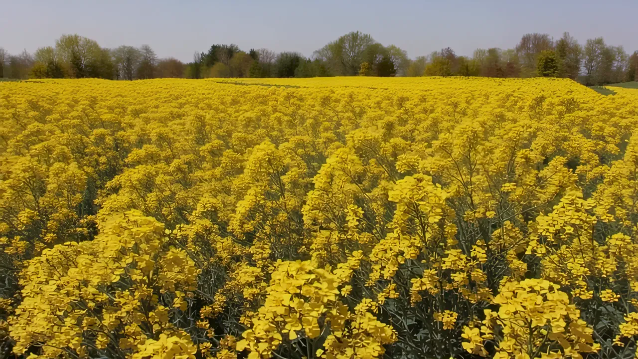 Bright Yellow Rapeseed Field Under Clear Sky