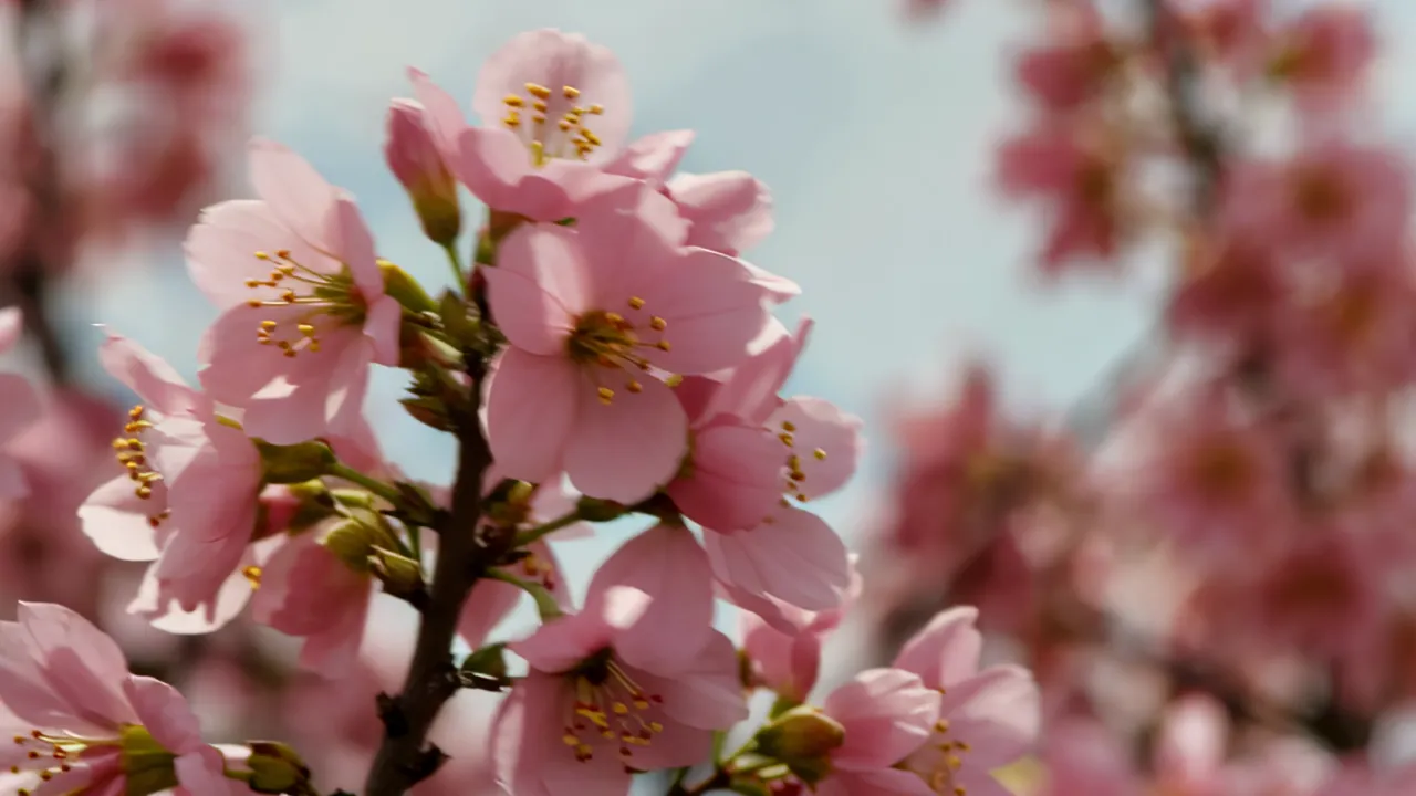 Cherry Blossom Tree with Petals Falling Against Pale Sky