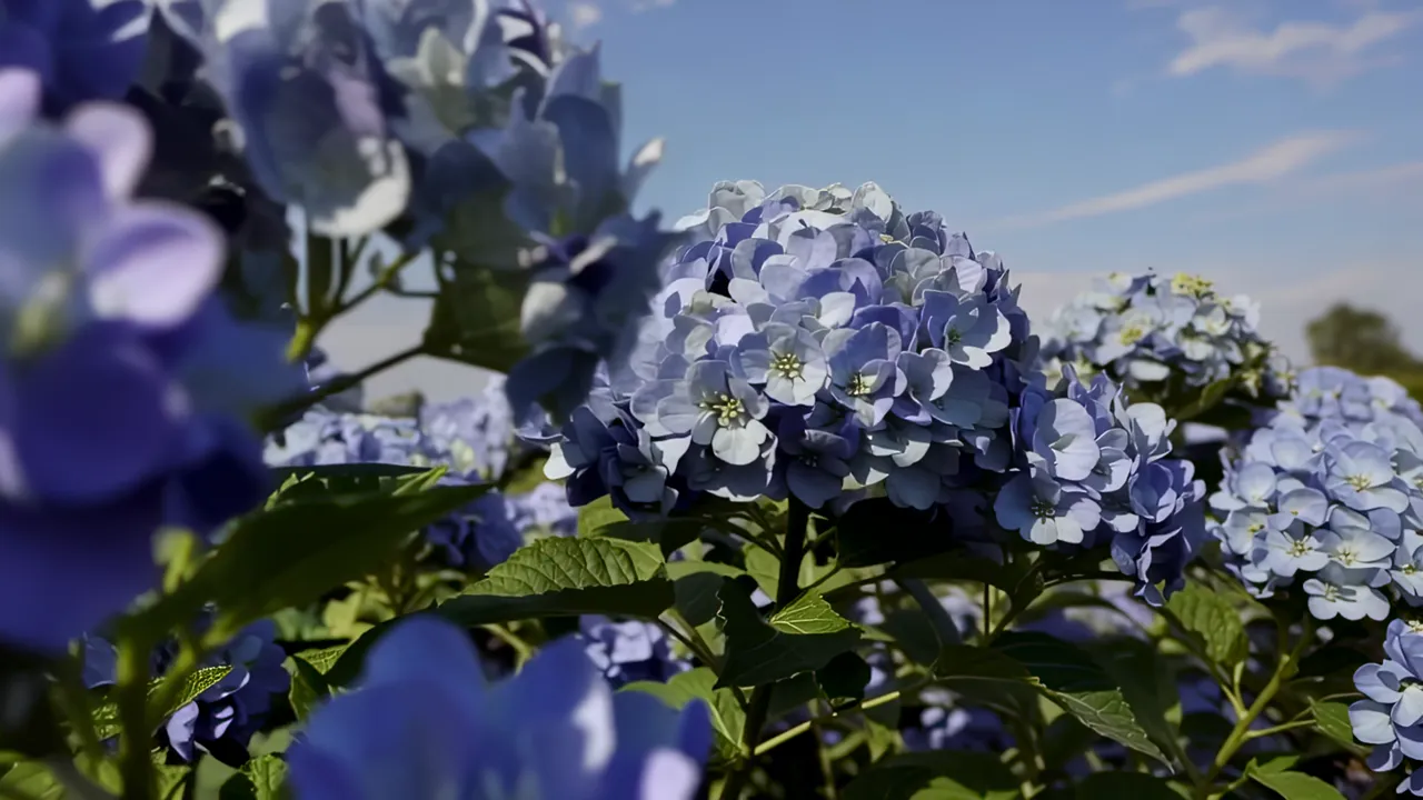 Close-Up of Blue Hydrangea Blooms in Morning Light