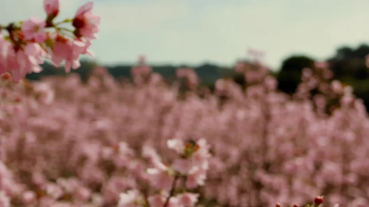 Close-Up of Cherry Blossom Branch Against Soft Sky