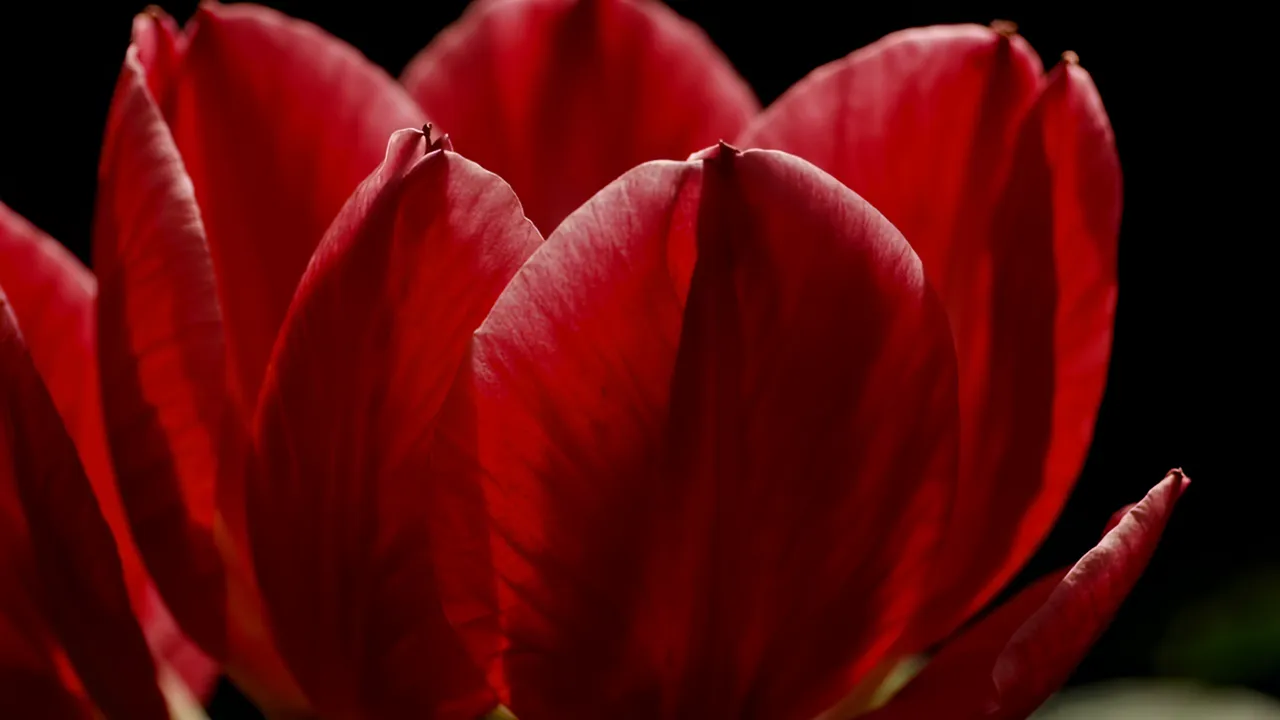 Close-up of Red Tulip Petals on Dark Background