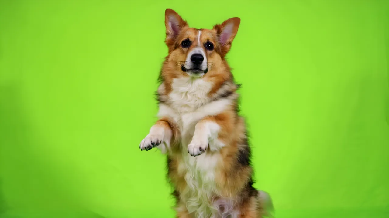 Corgi Standing Upright on Hind Legs with Fluffy Tail