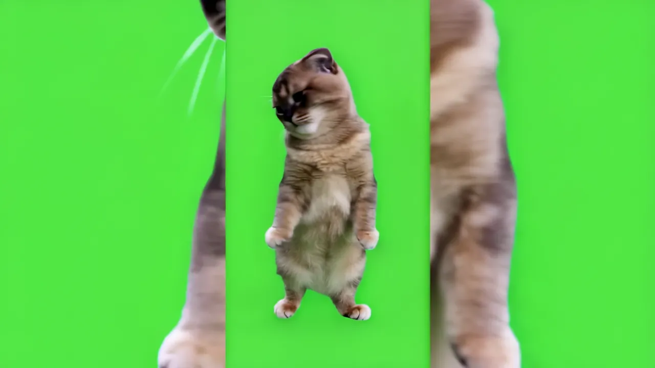 Cute Scottish Fold Cat Standing Upright