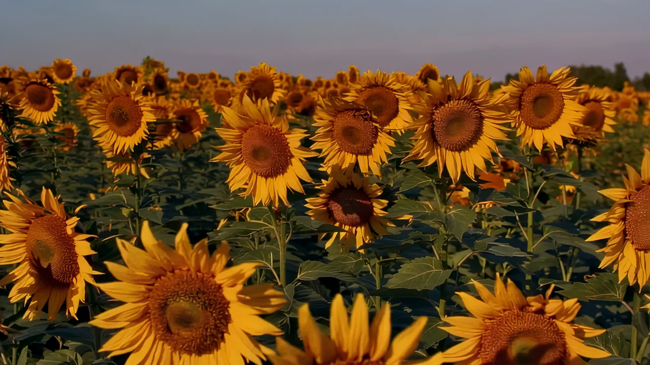 Endless Sunflower Field at Golden Hour