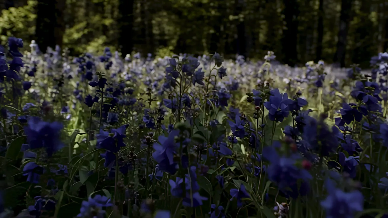 Field of Bluebells in Sunlit Forest