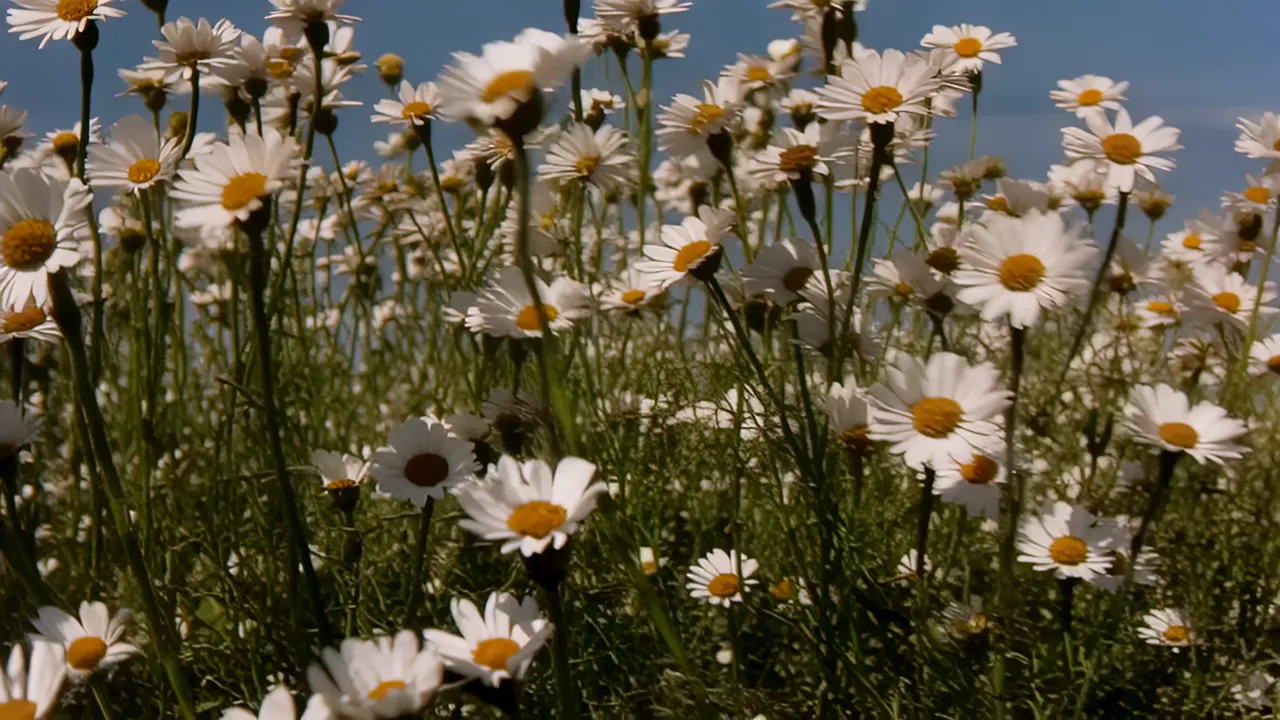 Field of White Daisies Swaying in Gentle Breeze