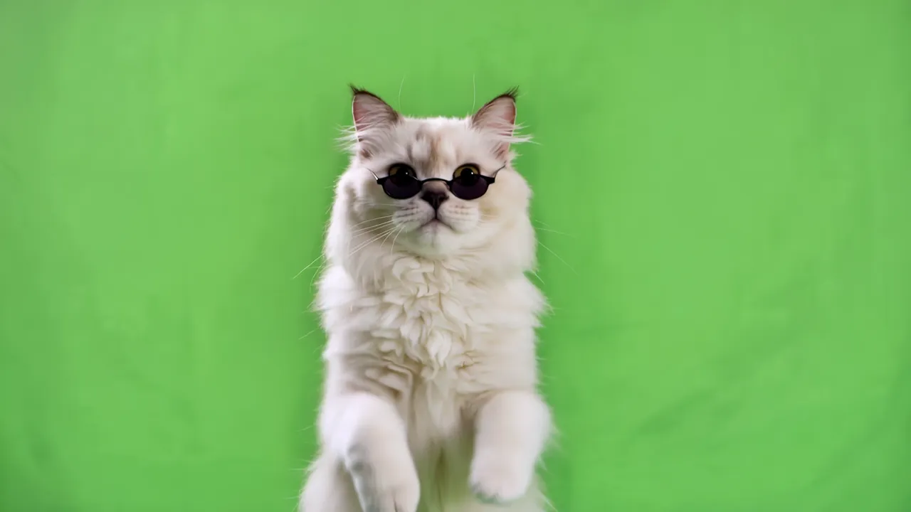 Fluffy Persian Cat Standing on Hind Legs with Sunglasses