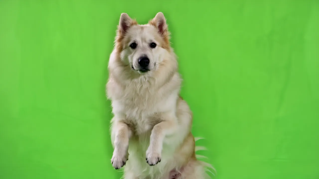 Fluffy Samoyed Dog Standing on Hind Legs