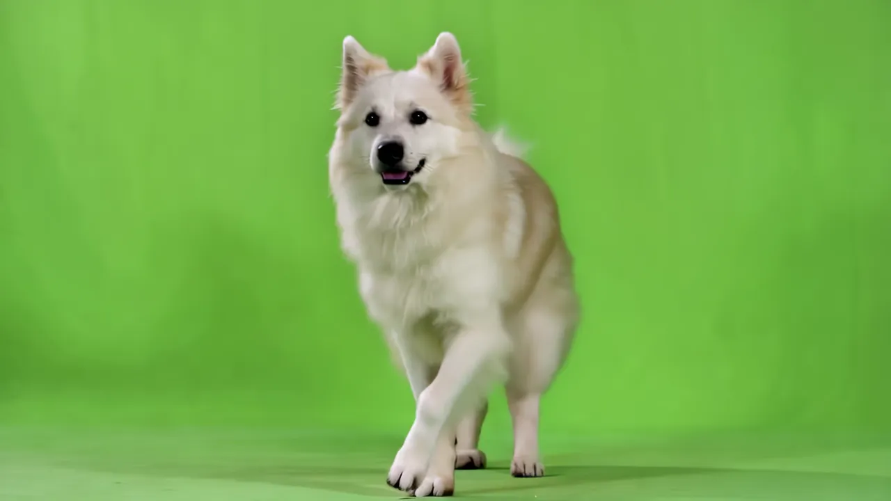 Fluffy White Samoyed Dog Standing on Hind Legs