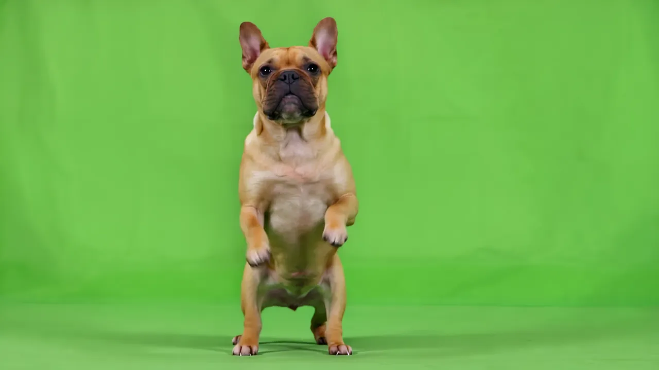 French Bulldog Standing Upright on Green Screen
