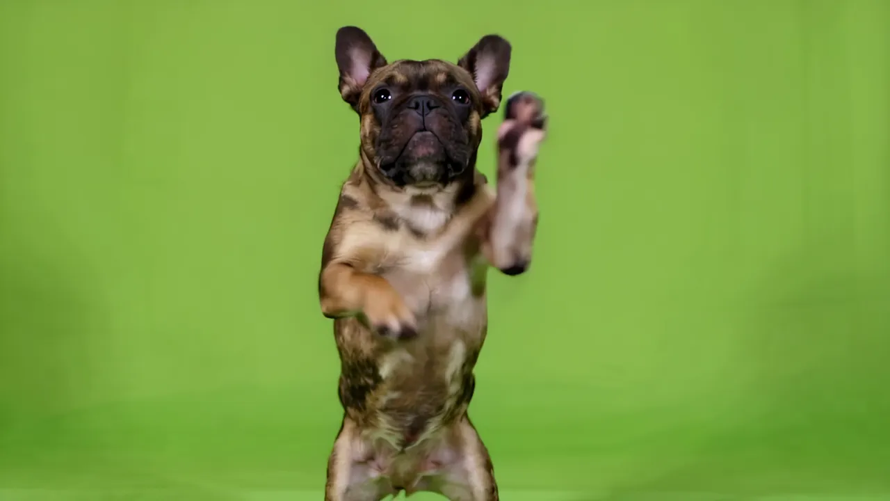 French Bulldog Standing Upright on Green Screen
