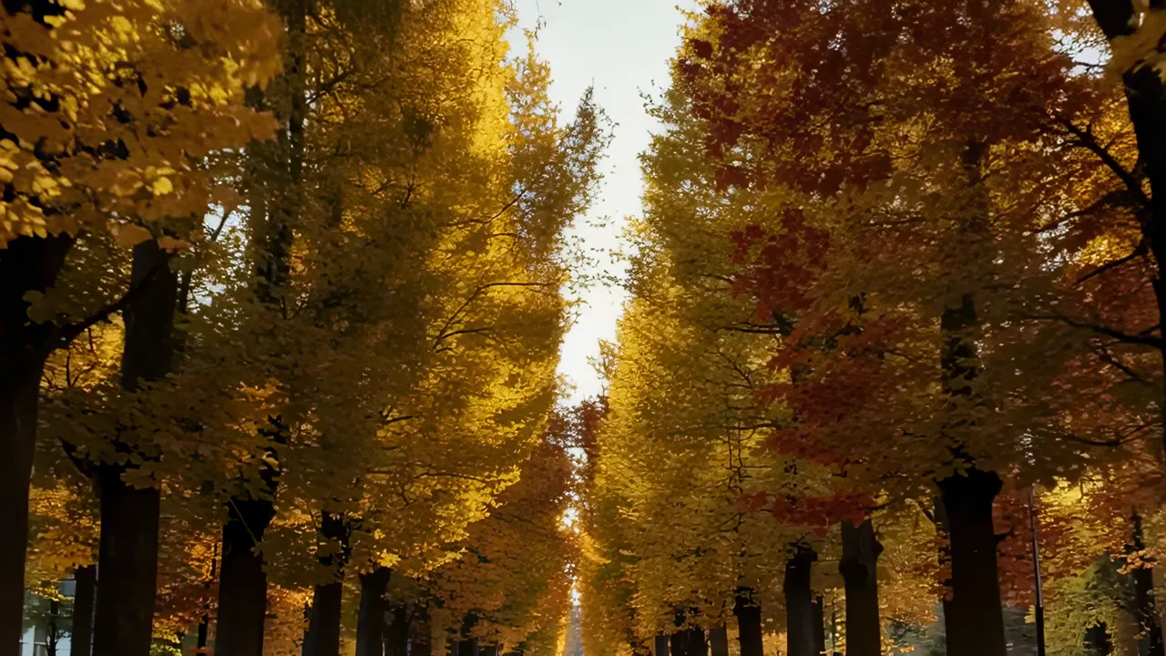 Ginkgo Tree Avenue in Stunning Autumn Colors