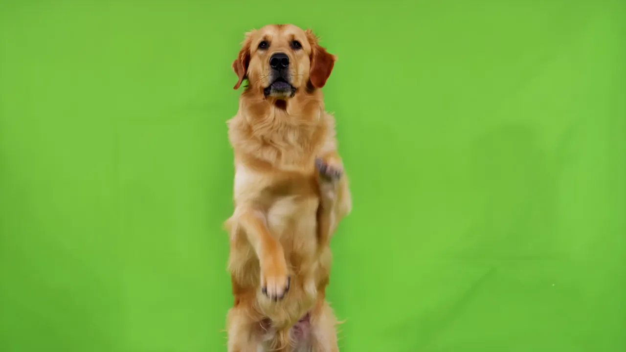 Golden Retriever Dog Standing on Hind Legs with Front Paws Raised