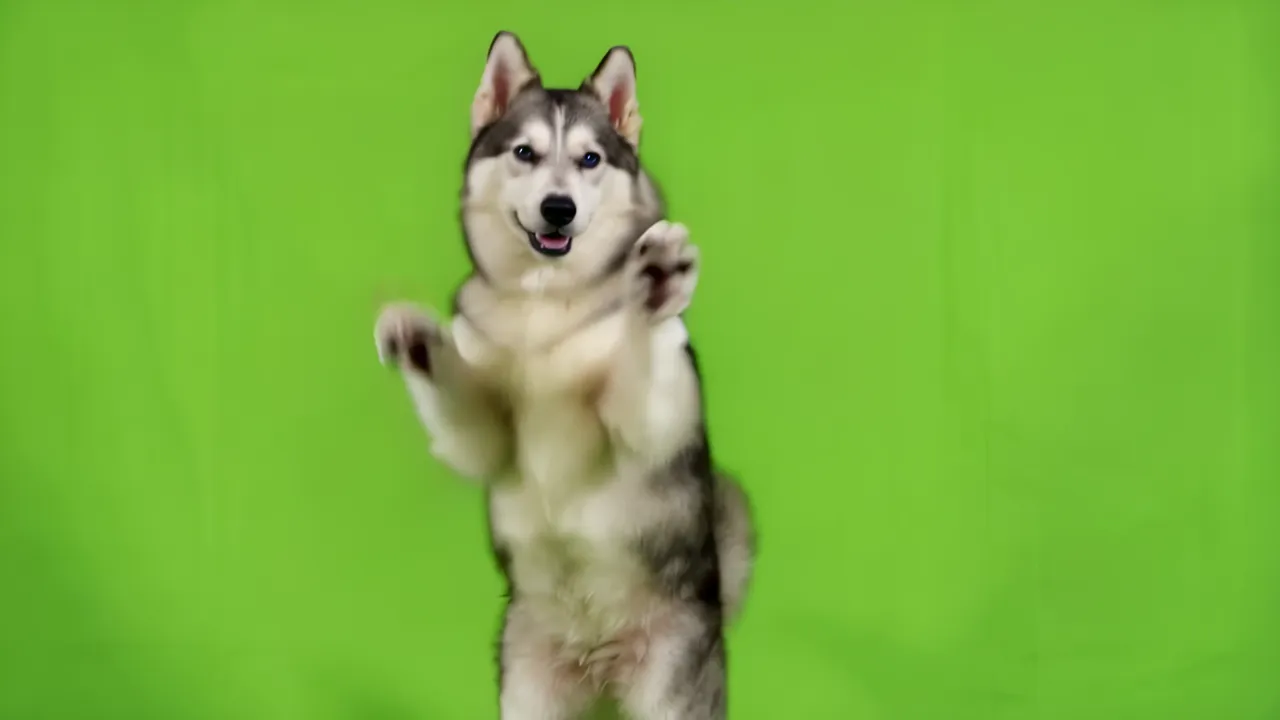 Husky Dog Standing Upright on Hind Legs with Green Screen