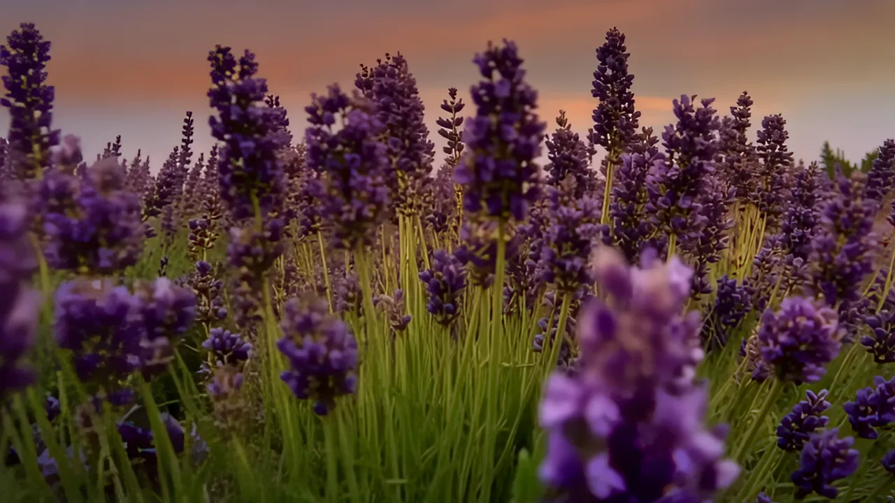 Lavender Field at Dusk under a Warm Sky
