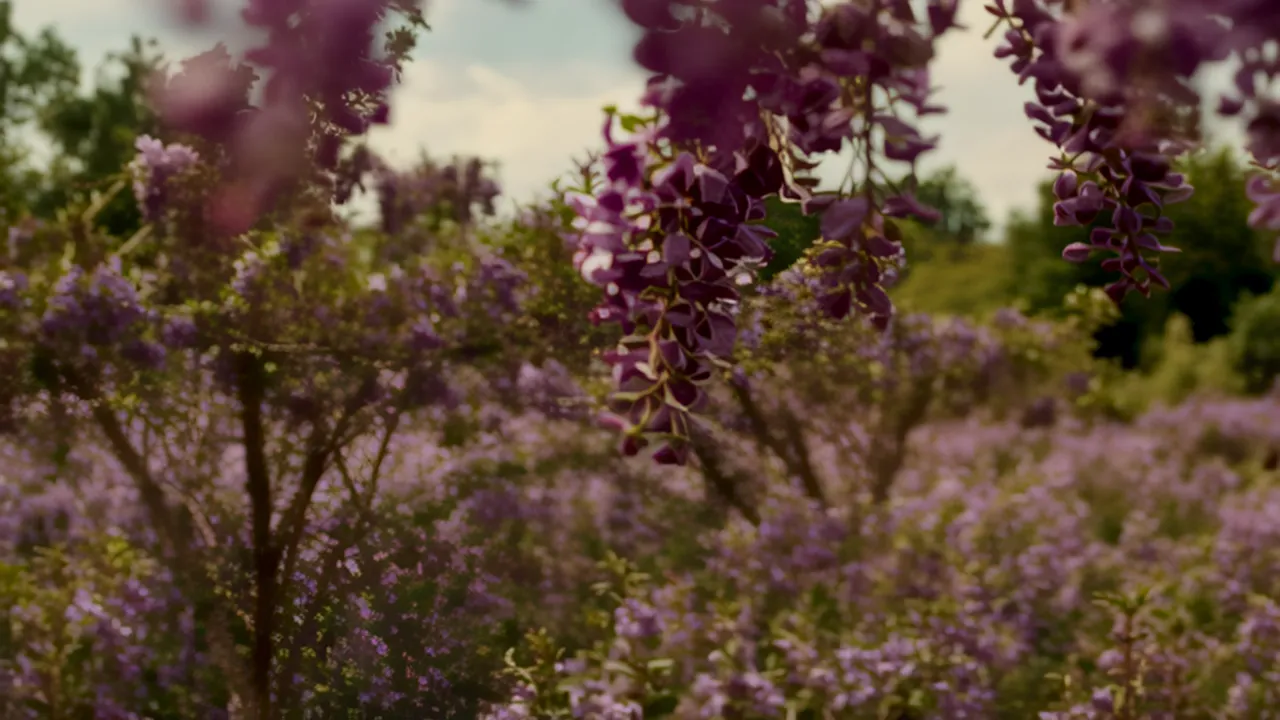 Macro Shot of Purple Wisteria Clusters in Gentle Breeze