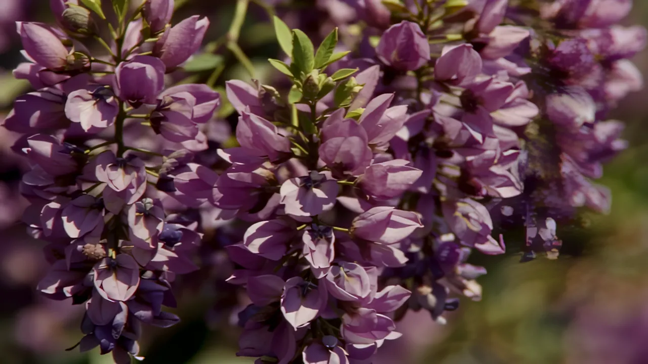 Macro Shot of Purple Wisteria Clusters in Soft Focus