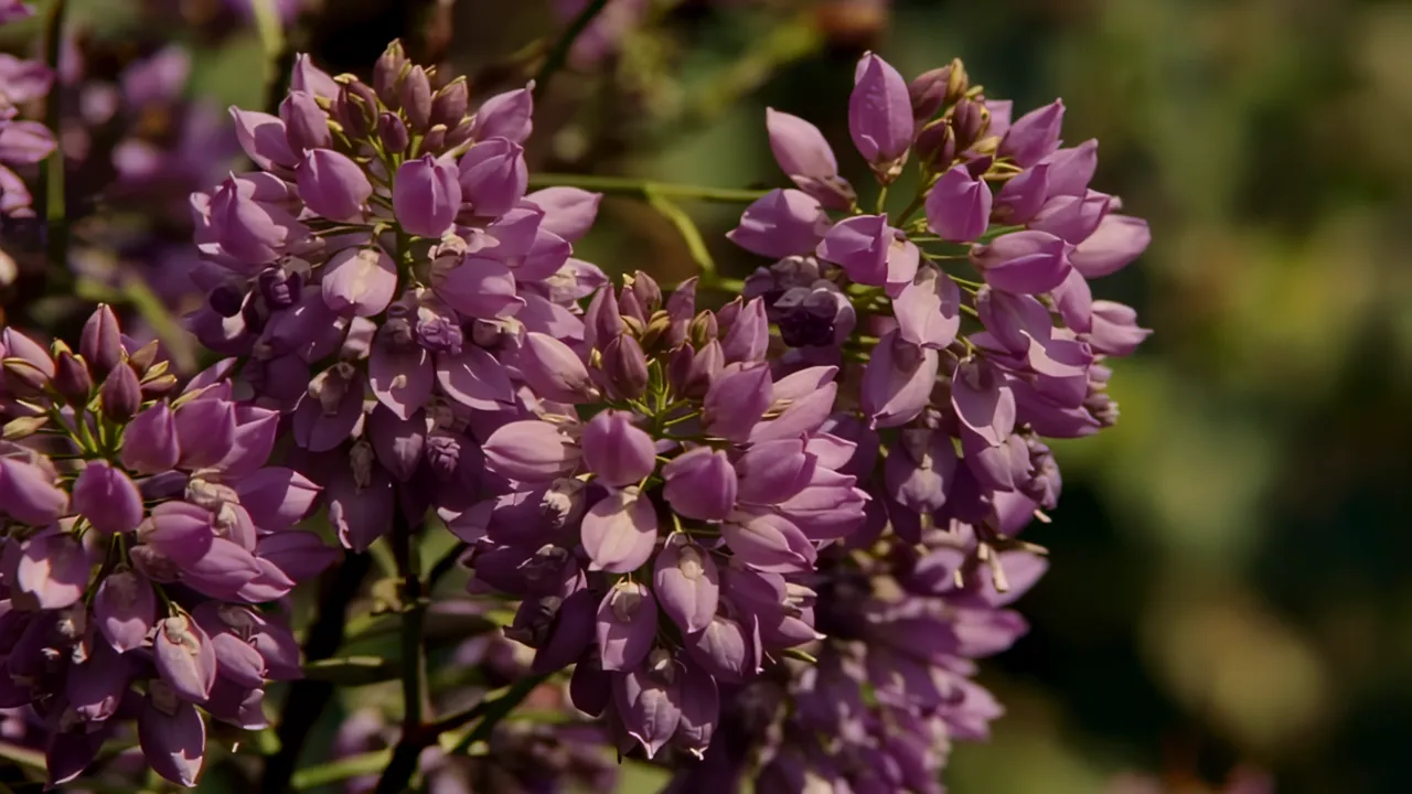 Macro Shot of Purple Wisteria Clusters with Bokeh