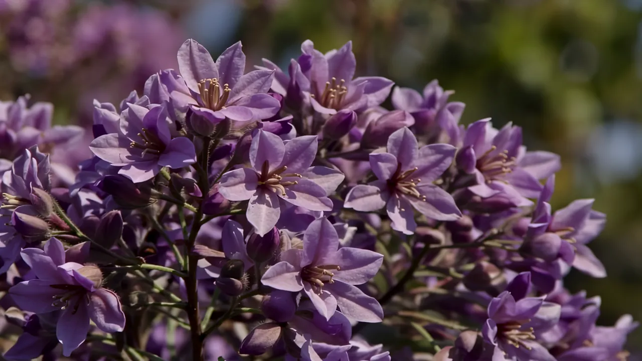 Macro Shot of Purple Wisteria with Bokeh Background