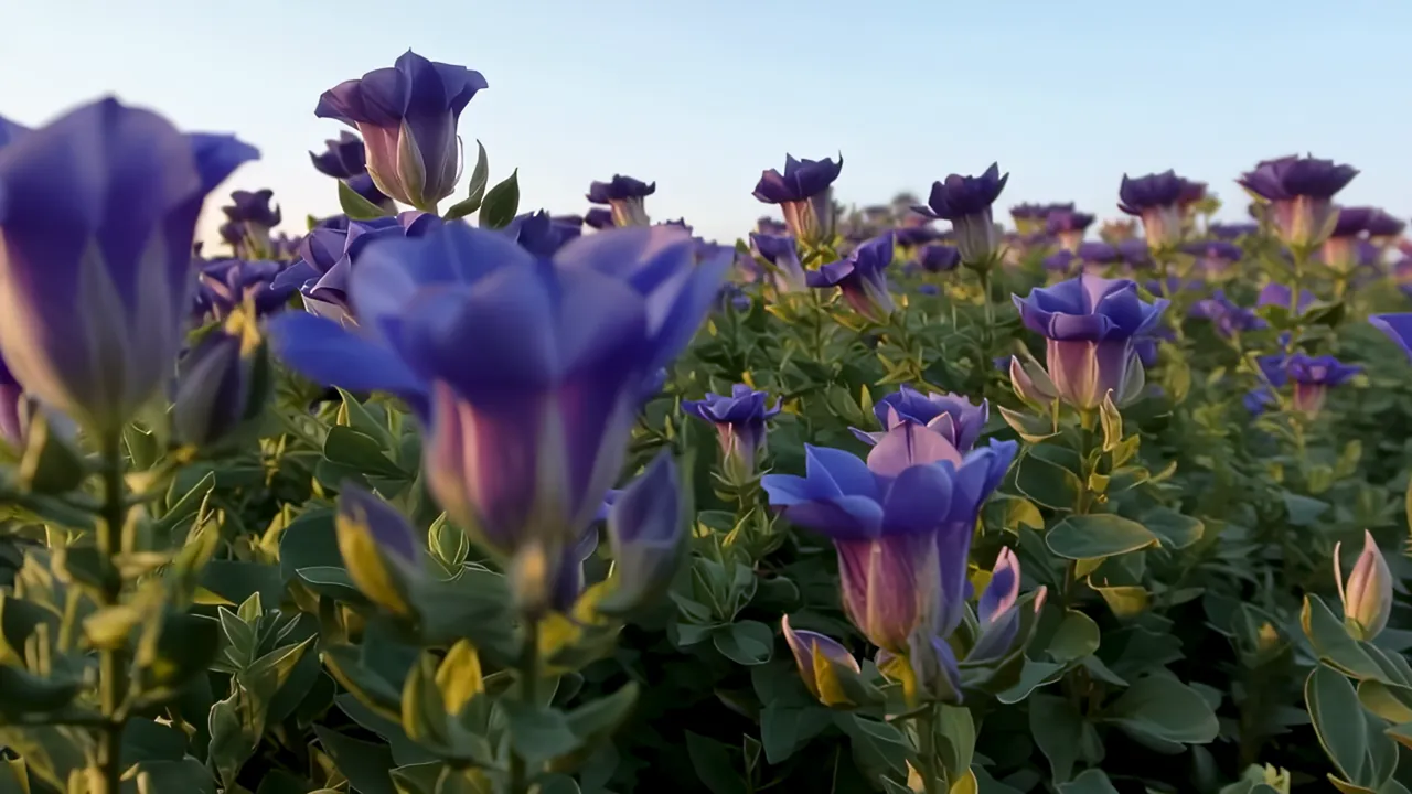 Morning Glory Flowers Blooming in Soft Early Light