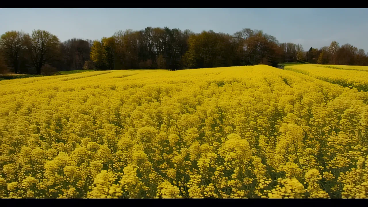 Rapeseed Field in Full Bloom under Clear Blue Sky