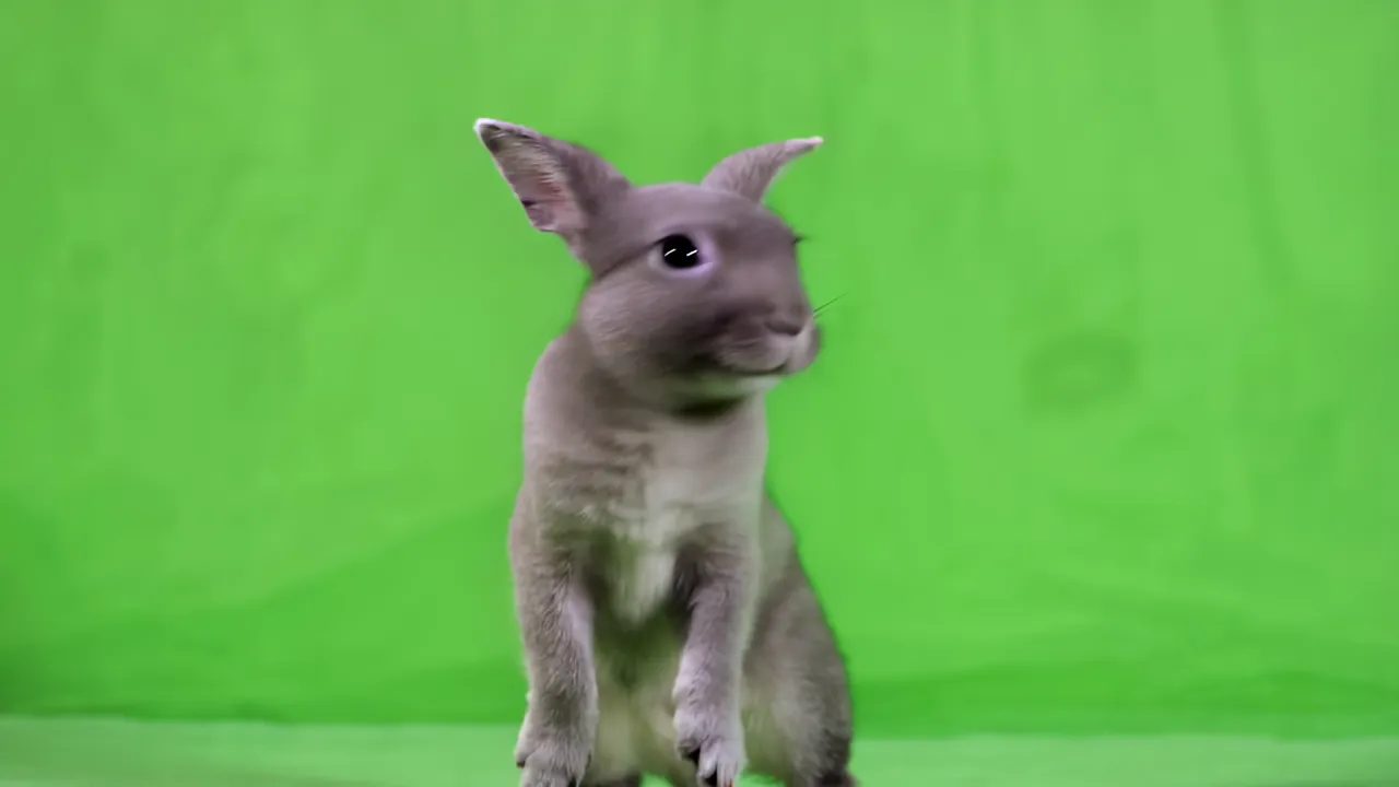 Real Gray Bunny Standing on Hind Legs with Bobbing Ears