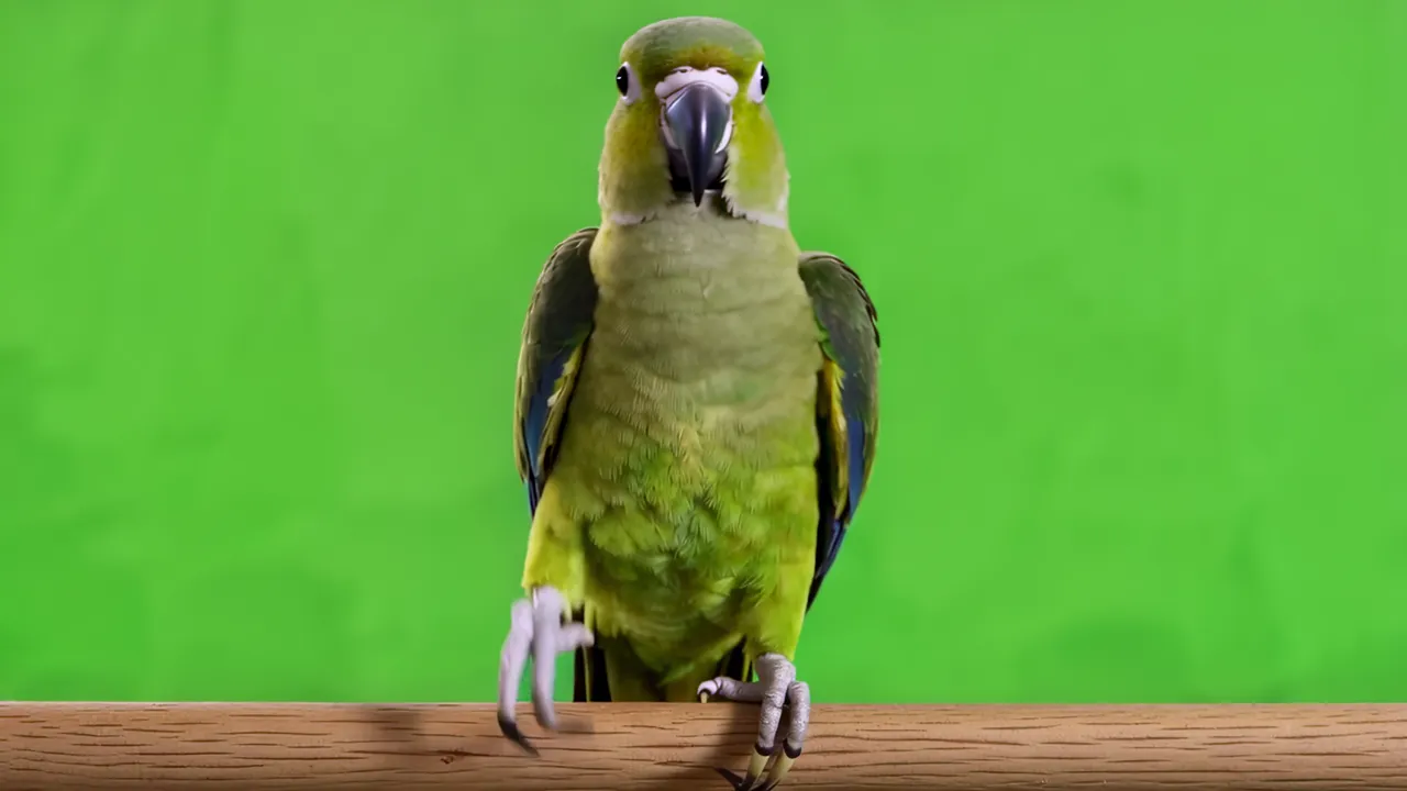 Real parrot standing on perch with green screen background