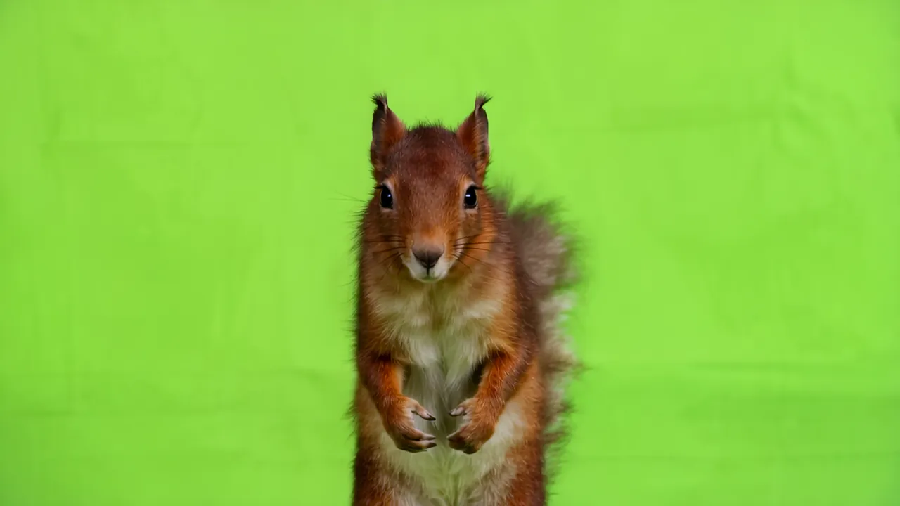 Real Squirrel Standing Upright on Green Screen