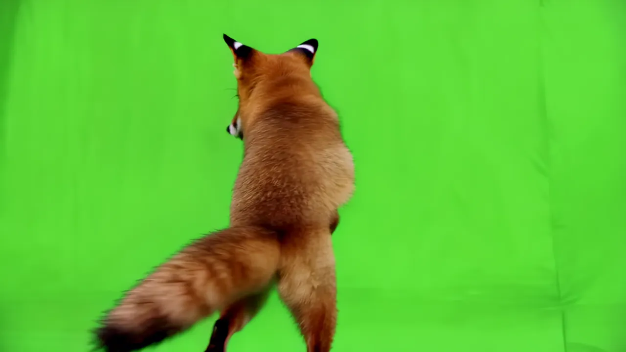 Red Fox Standing on Hind Legs Against Chroma Key Green
