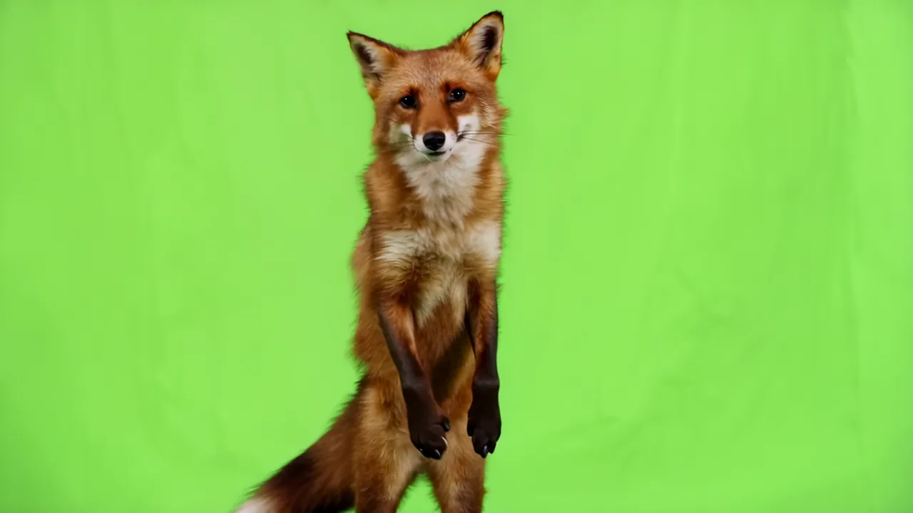 Red Fox Standing on Hind Legs with Bushy Tail