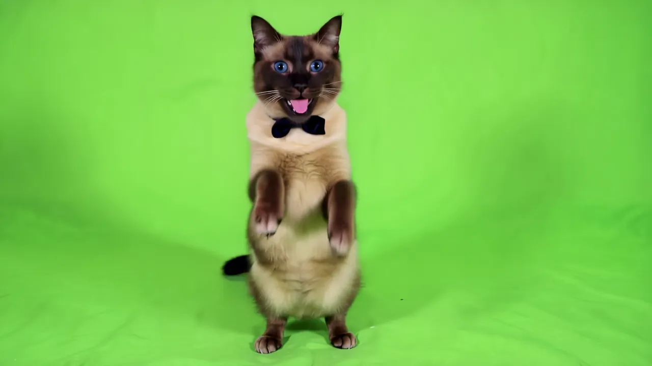 Siamese Cat Standing on Hind Legs with Paws in Motion