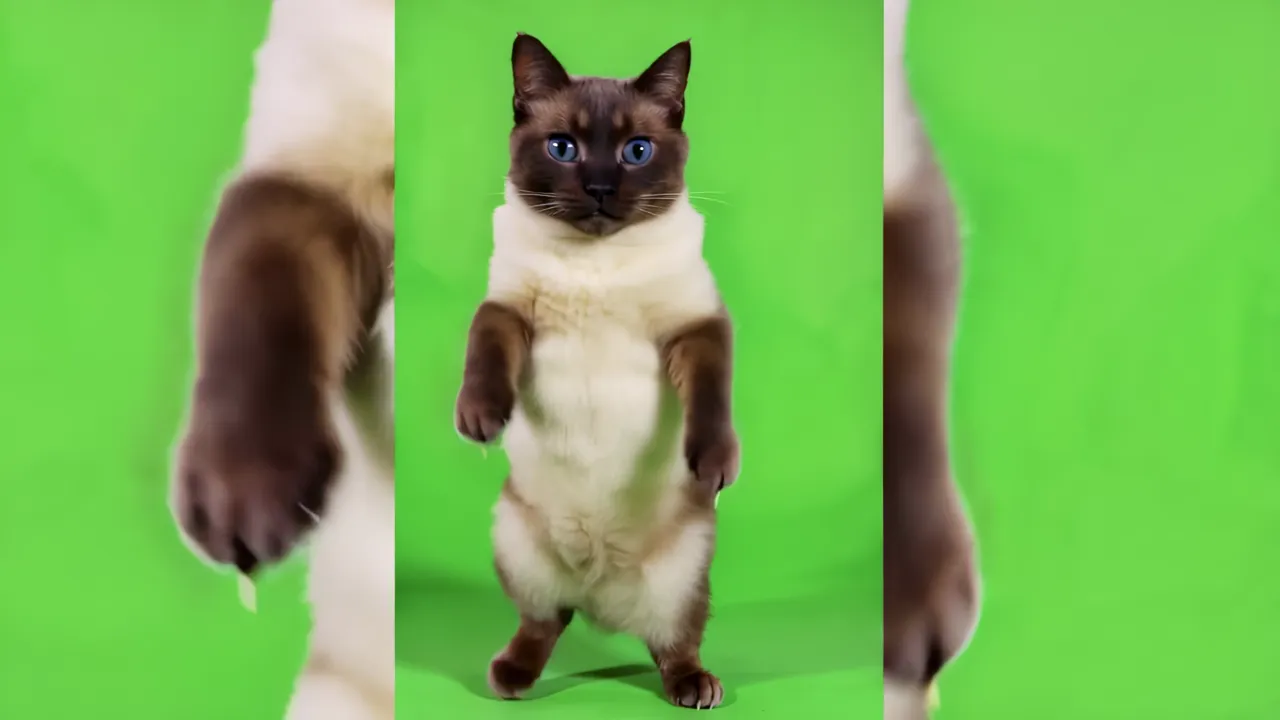 Siamese Cat Standing on Hind Legs with Paws Moving