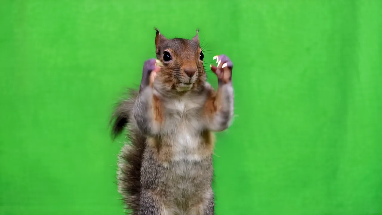 Squirrel Standing Upright with Arms Raised on Green Screen