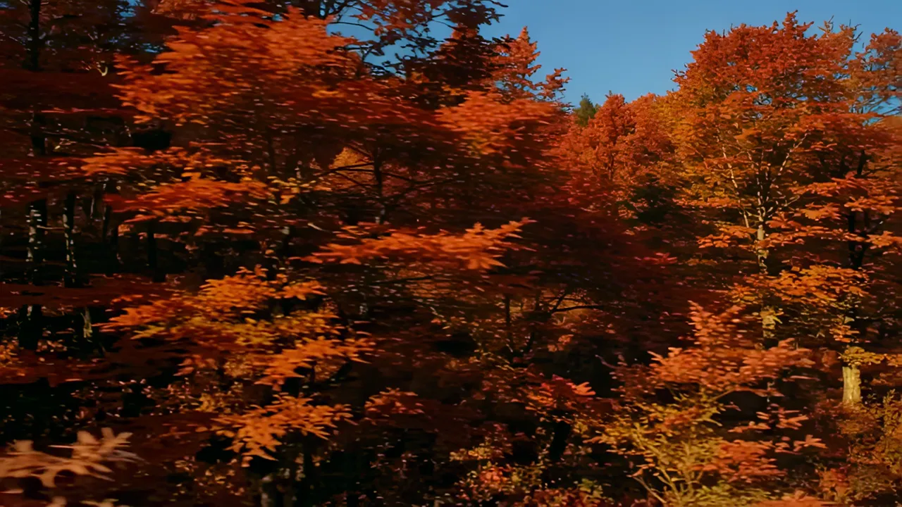 Stunning Autumn Foliage in Japanese Maple Forest