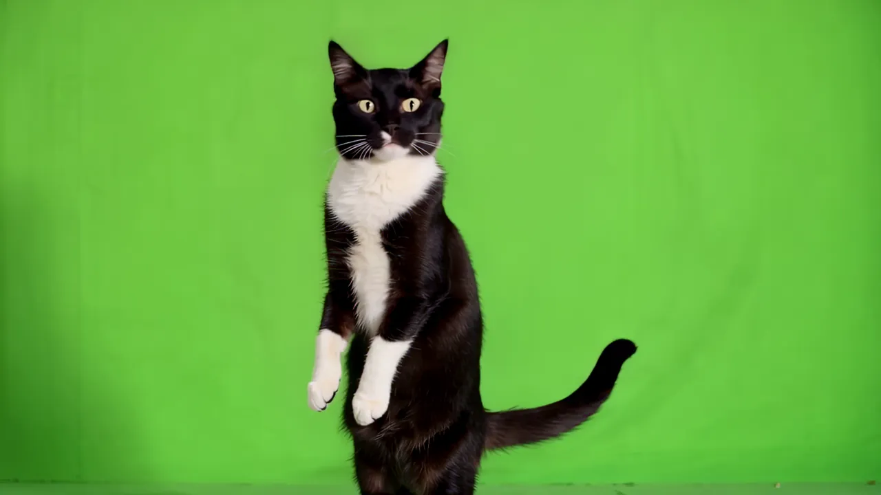 Tuxedo Cat Standing Upright on Hind Legs in Front of Green Screen