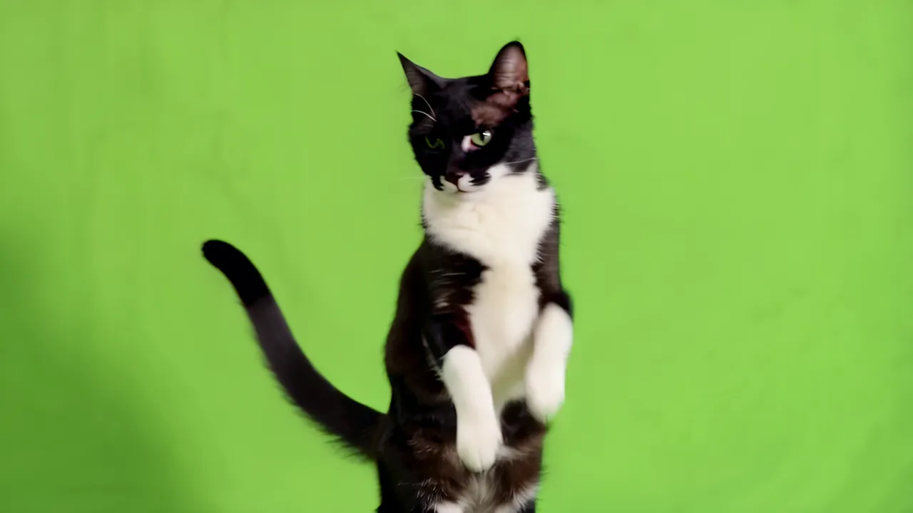 Tuxedo Cat Standing Upright on Hind Legs