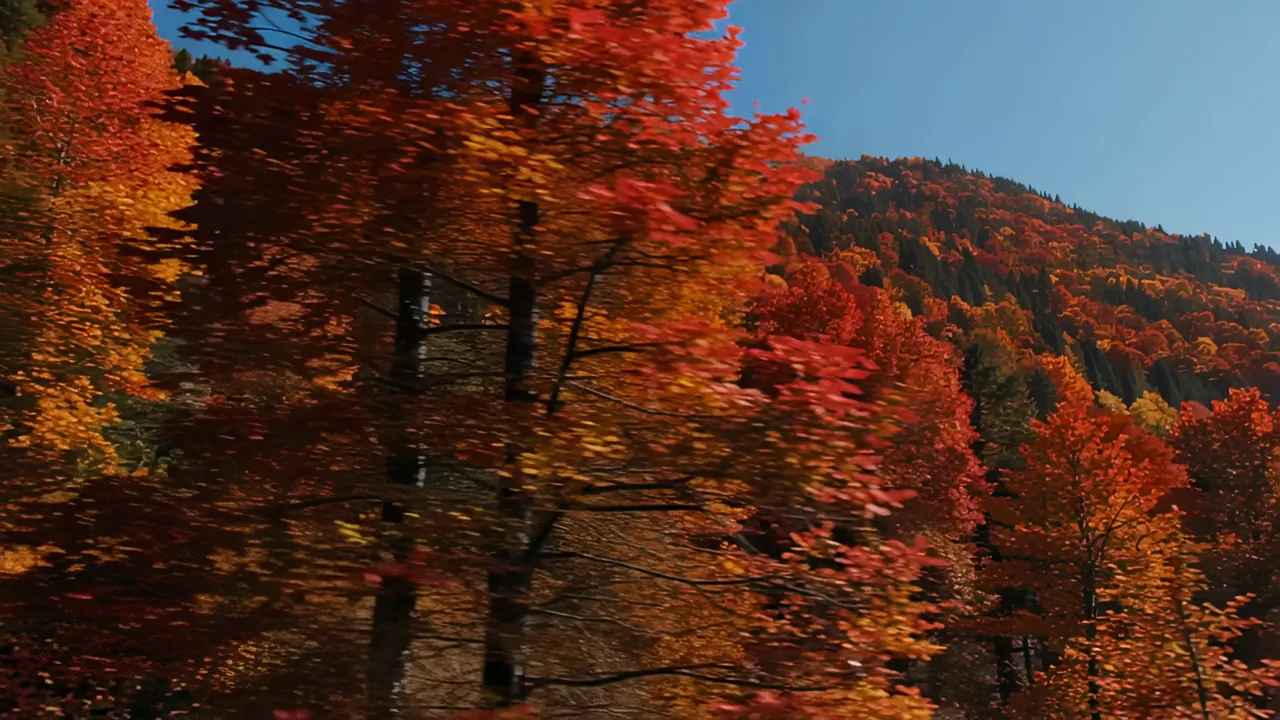 Vibrant Autumn Forest with Rich Colors and Clear Sky