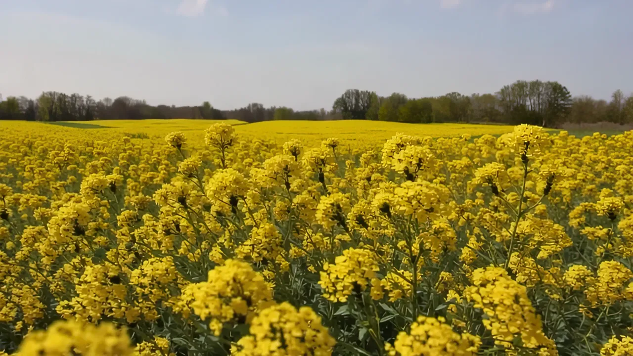 Vibrant Rapeseed Field in Full Bloom Under Blue Sky