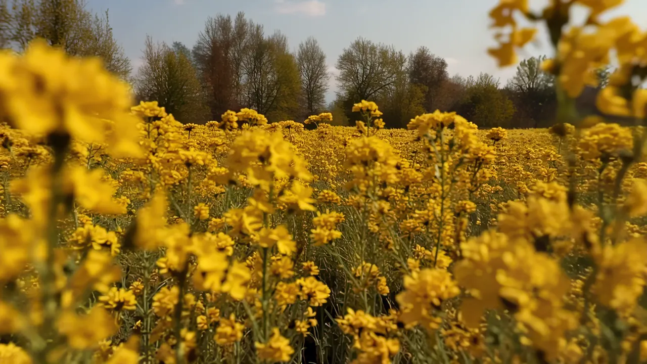 Vibrant Rapeseed Field in Full Yellow Bloom