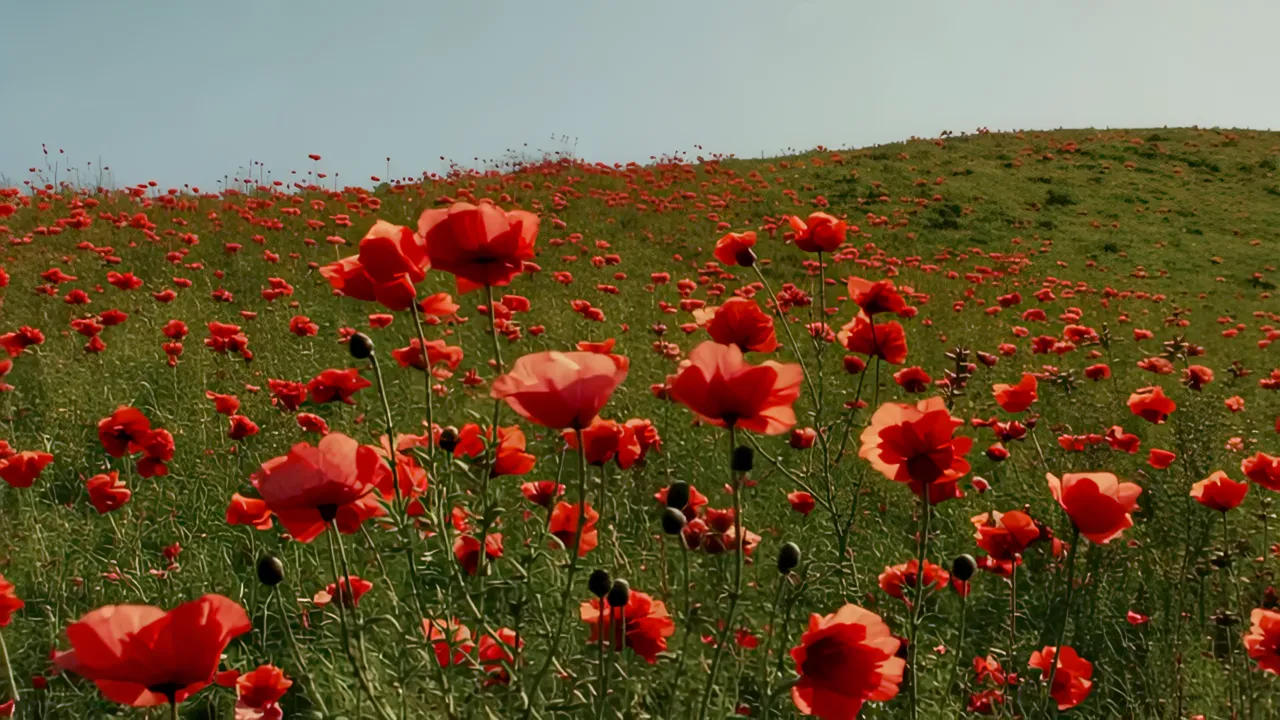 Vibrant Wild Poppy Field with Red Flowers on Green Hillside